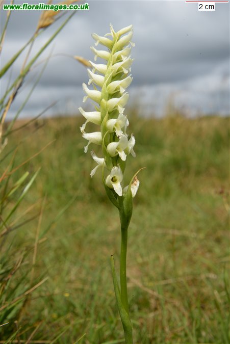 Spiranthes romanzoffiana