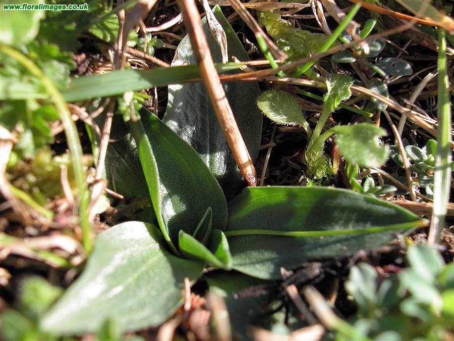 Spiranthes spiralis