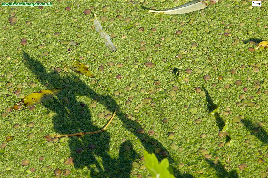Spirodela polyrhiza