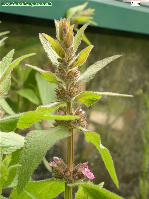 Stachys alpina