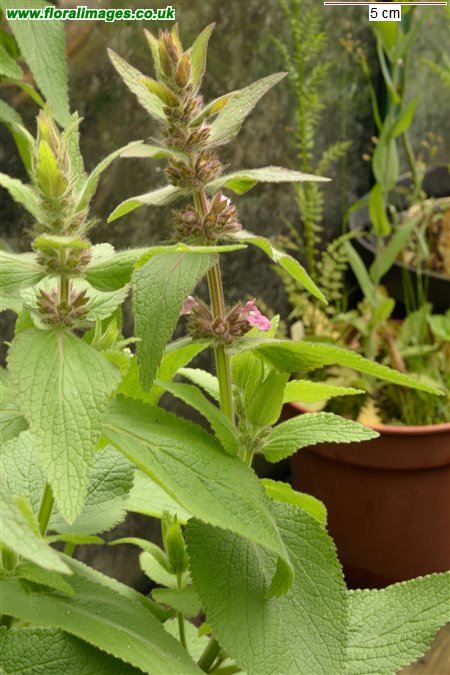 Stachys alpina