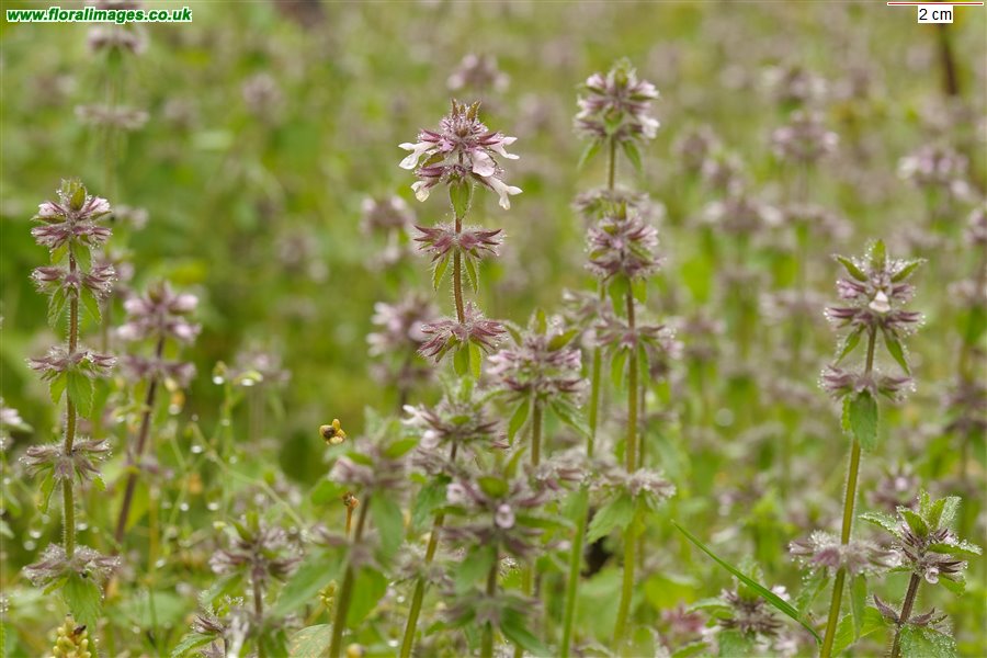 Stachys arvensis