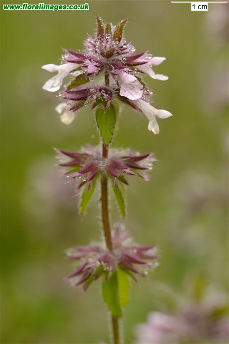 Stachys arvensis