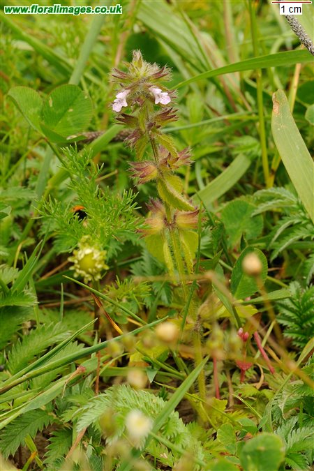 Stachys arvensis