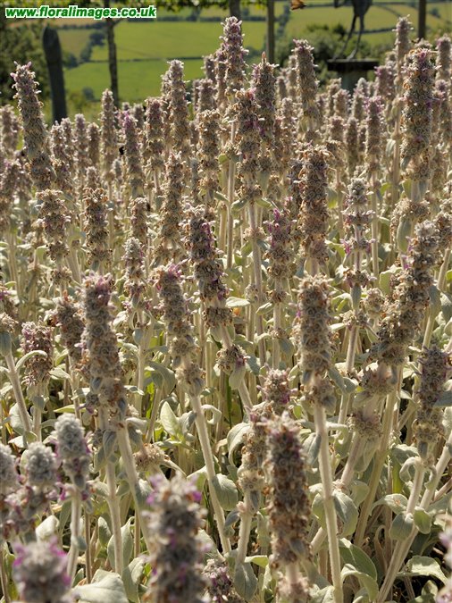 Stachys byzantina