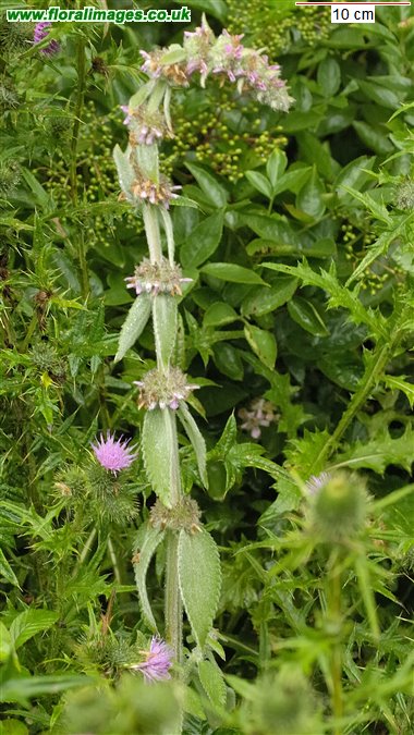 Stachys germanica