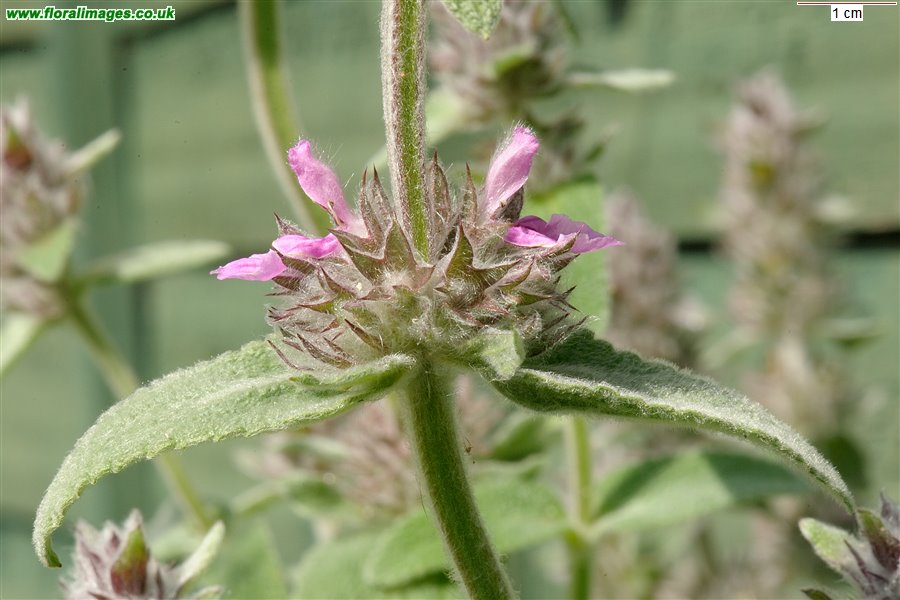 Stachys germanica
