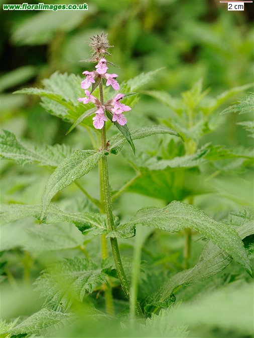 Stachys palustris