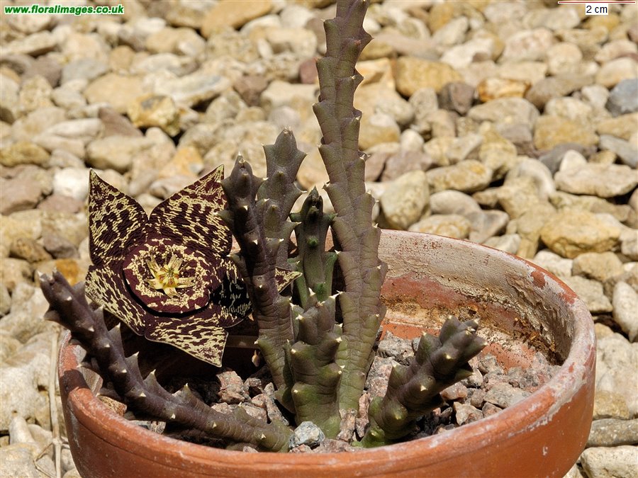 Stapelia variegata