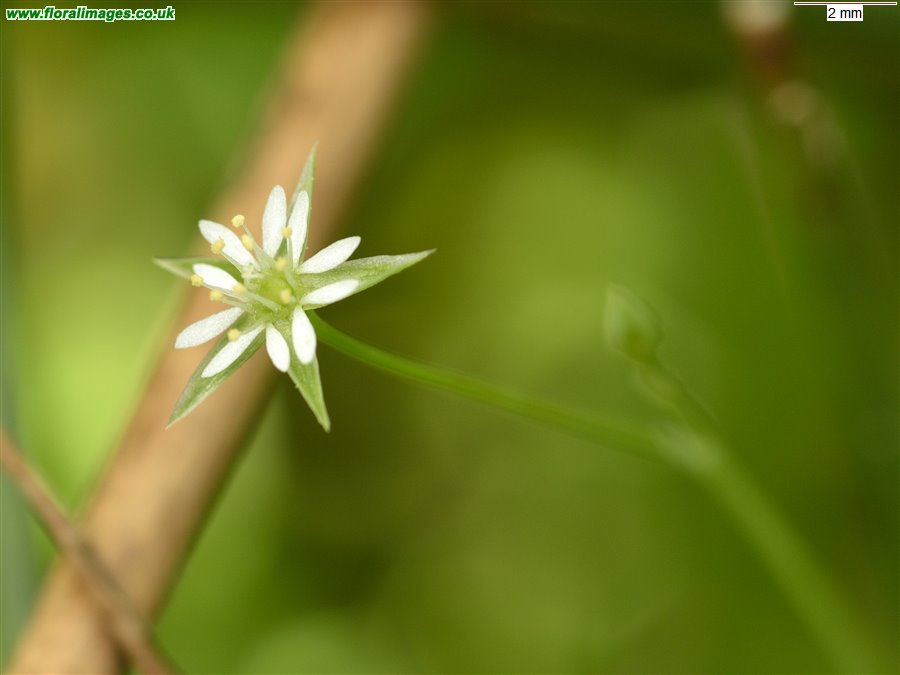 Stellaria alsine