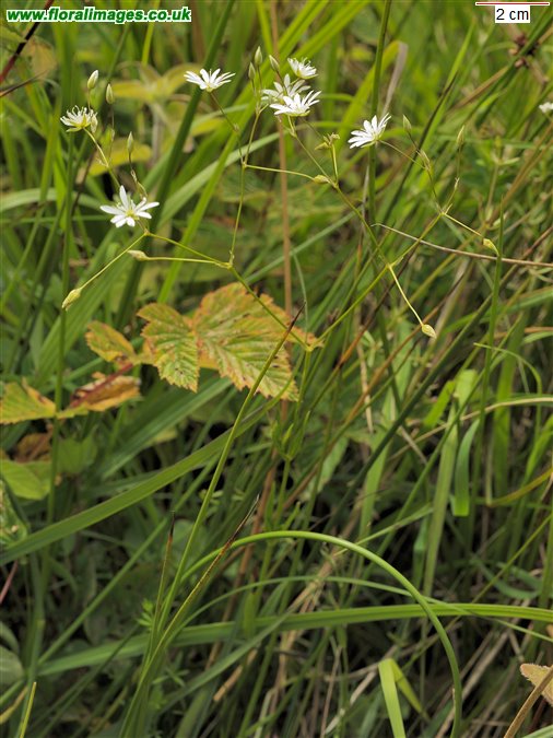 Stellaria graminea