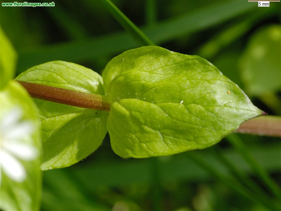 Stellaria neglecta