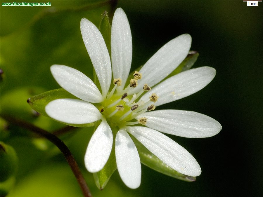 Stellaria neglecta