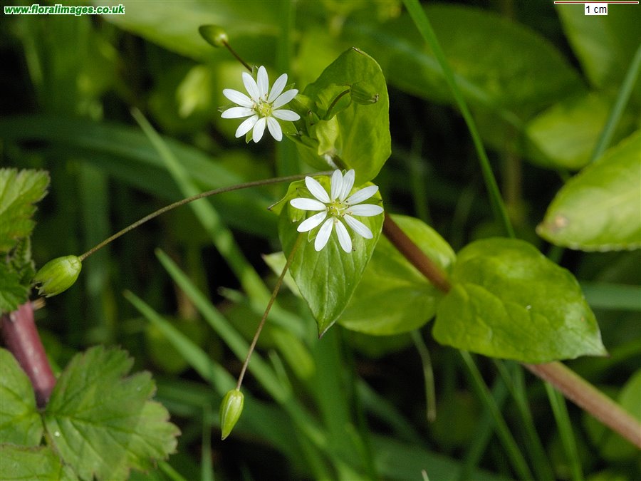 Stellaria neglecta