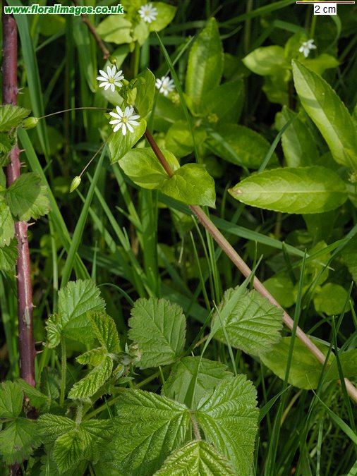 Stellaria neglecta