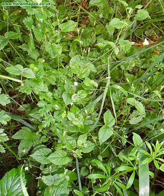 Stellaria nemorum