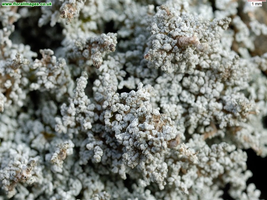 Stereocaulon sp.