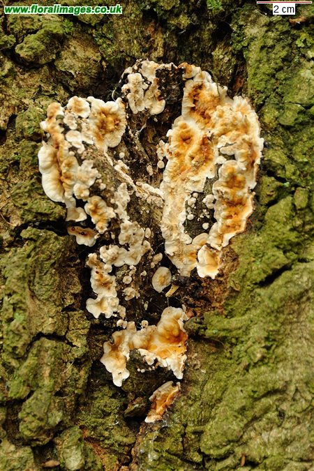 Stereum gausapatum