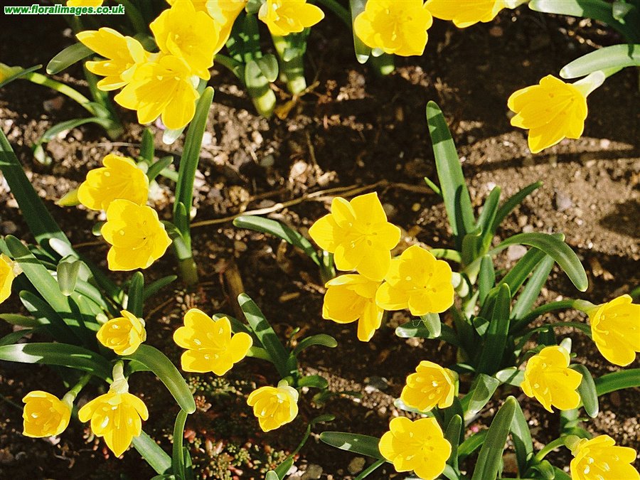 Sternbergia lutea
