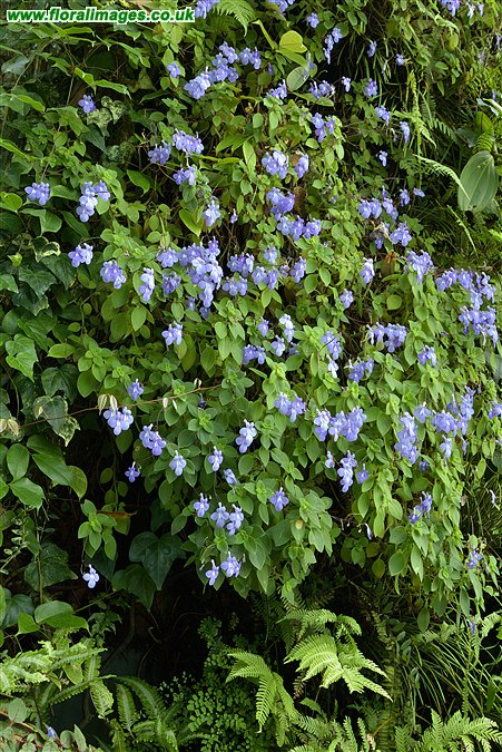 Streptocarpus saxorum