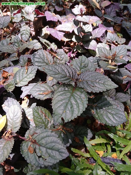 Strobilanthes alternata
