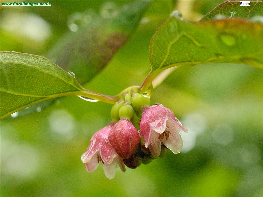 Symphoricarpos albus