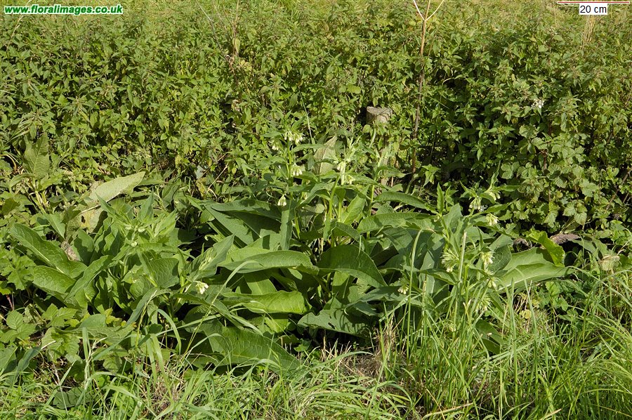 Symphytum officinale