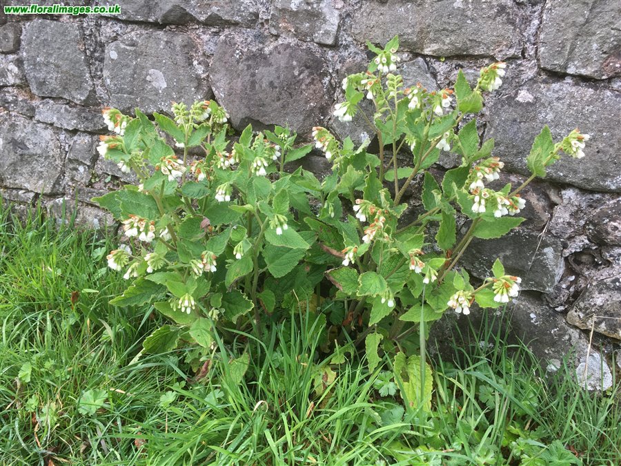 Symphytum orientale