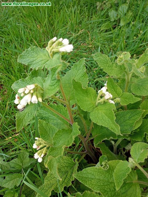 Symphytum orientale