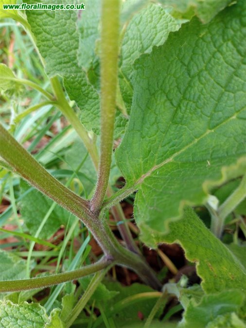 Symphytum orientale