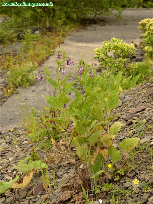 Symphytum x uplandicum