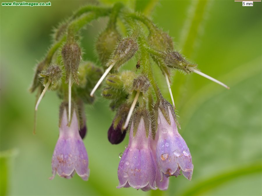 Symphytum x uplandicum