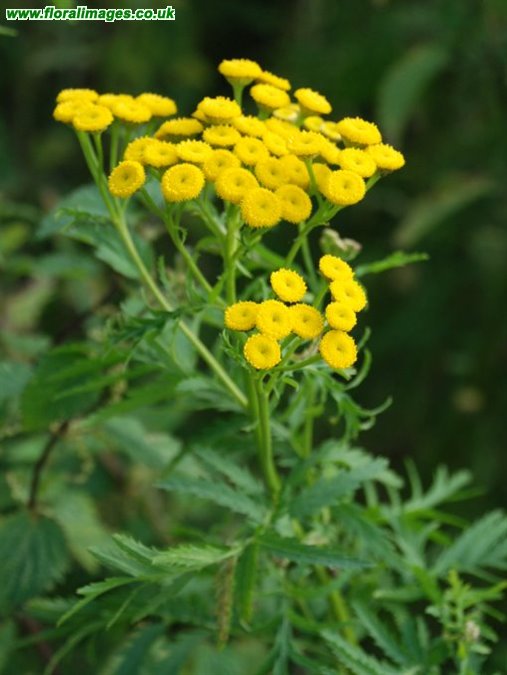 Tanacetum vulgare
