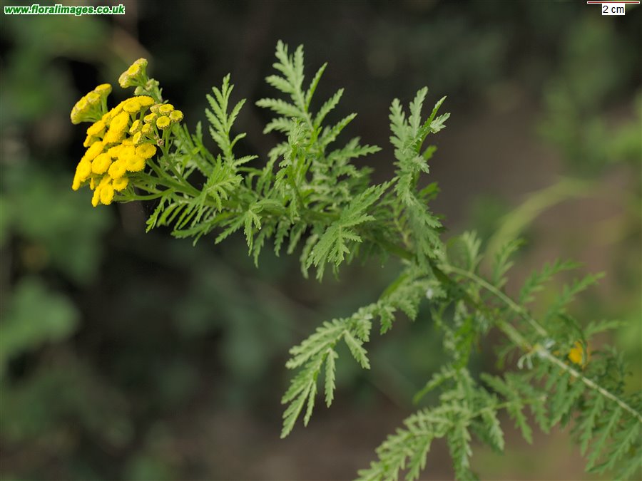 Tanacetum vulgare