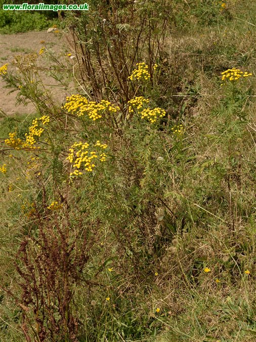 Tanacetum vulgare