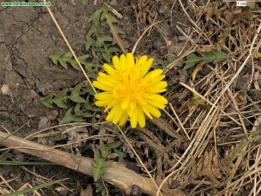 Taraxacum falcatum