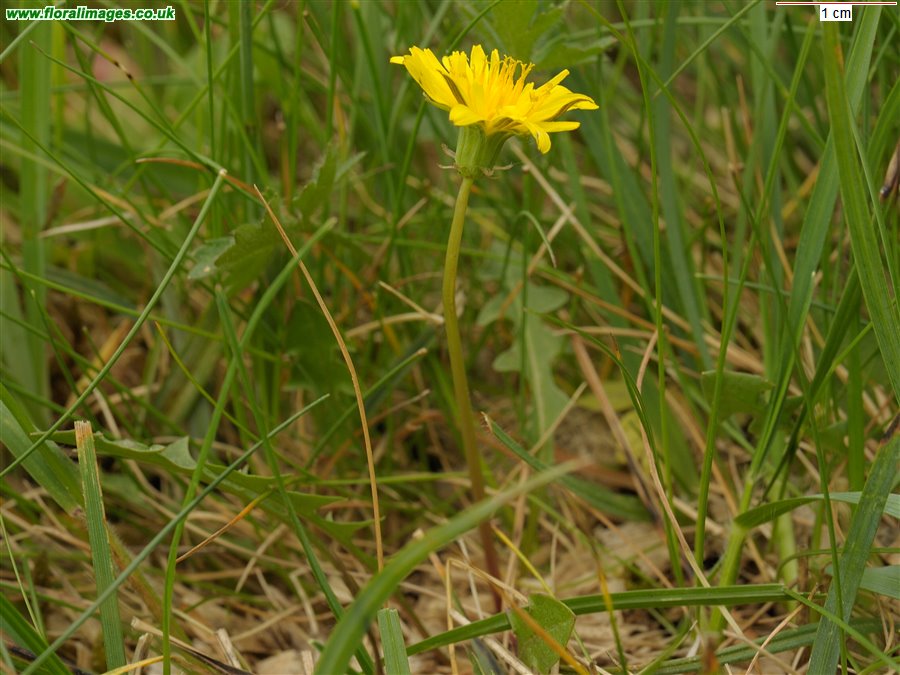 Taraxacum falcatum