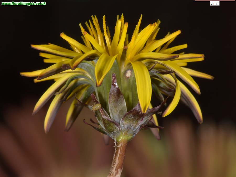 Taraxacum 'iscanum'