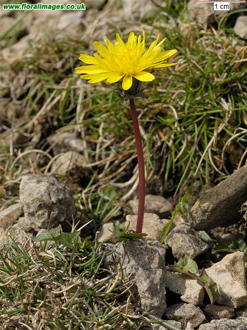 Taraxacum Section Erythrosperma