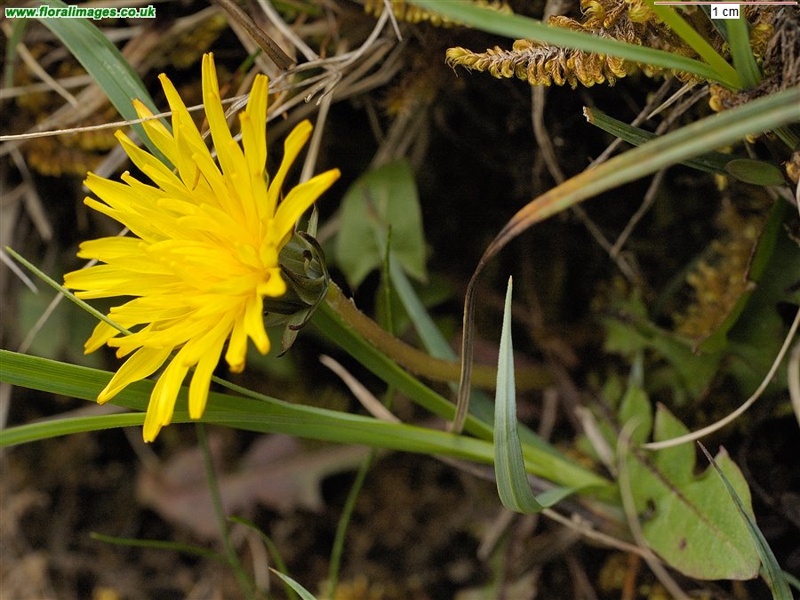 Taraxacum Section Hamata