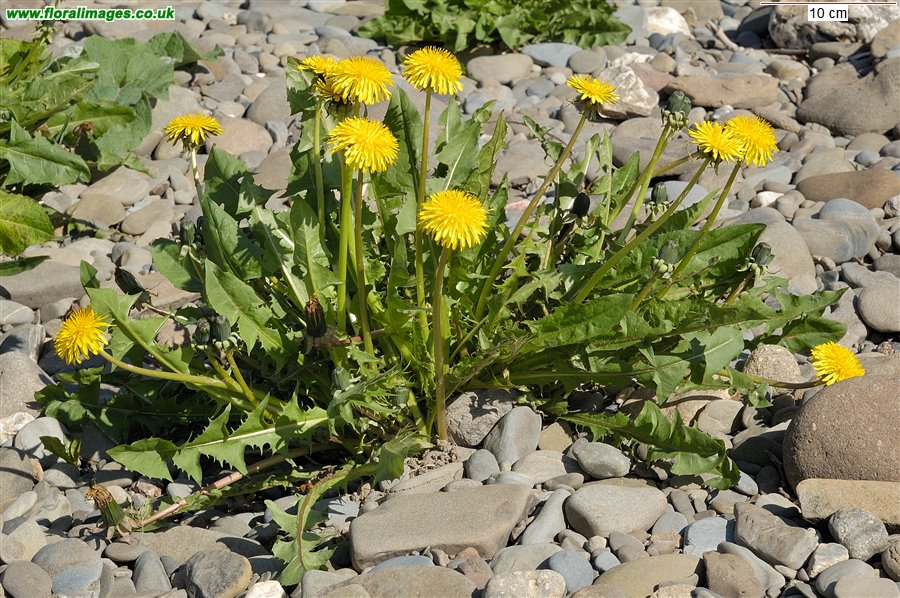 Taraxacum Section Ruderalia