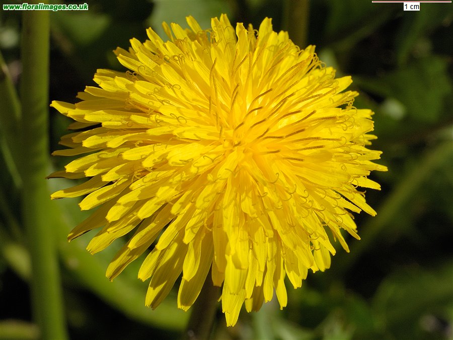 Taraxacum Section Ruderalia
