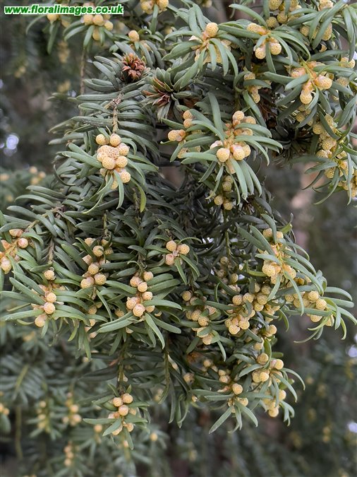 Taxus baccata