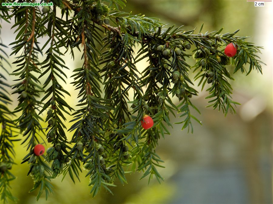Taxus baccata