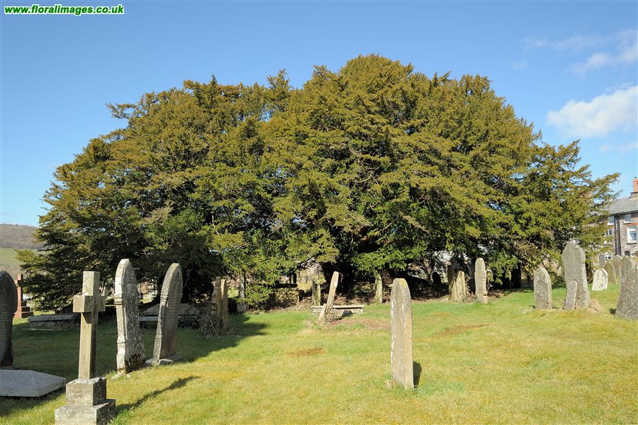 Taxus baccata