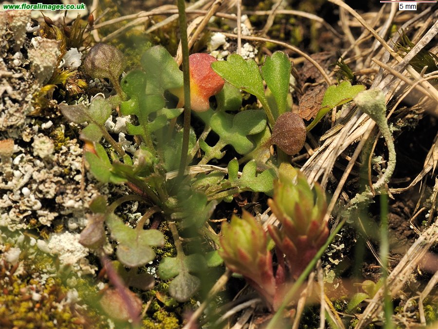 Teesdalia nudicaulis