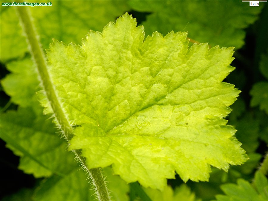 Tellima grandiflora