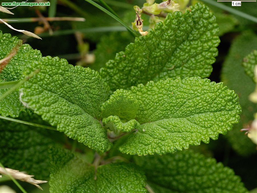 Teucrium scorodonia
