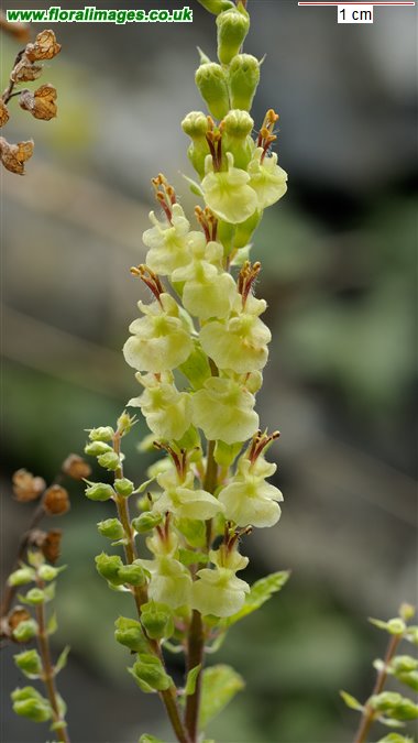 Teucrium scorodonia