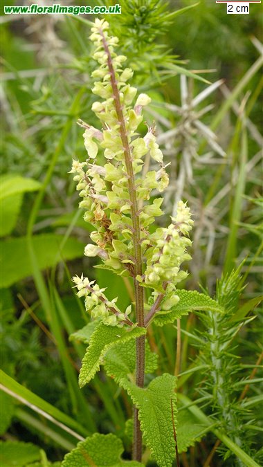 Teucrium scorodonia